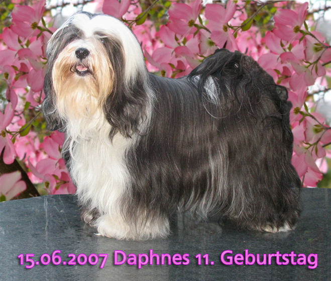 15.06.2007 Daphnes 11. Geburtstag
