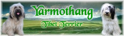 Yarmothang Tibet Terrier