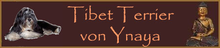 Tibet Terrier von Ynaya