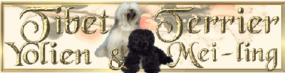 Tibet Terrier Yolien & Mei-ling
