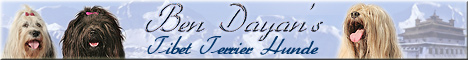 Ben Dayan's Tibet Terrier Hunde